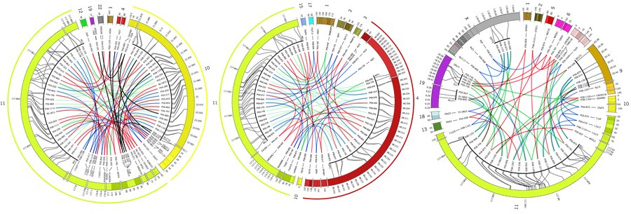 Three Circos diagrams of the MLL recombinome, each a ring of labelled chromosome segments joined by coloured links across the centre.