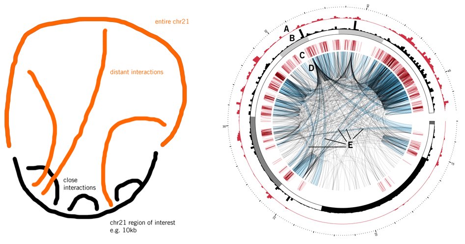 A hand sketch of looping interactions beside the finished Circos figure of human chromosome 21.